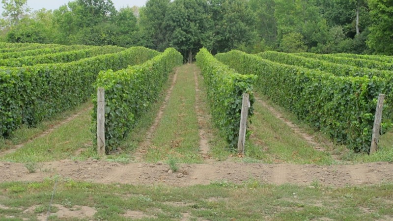 Chadsey's Cairns Winery in Prince Edward County, Ontario