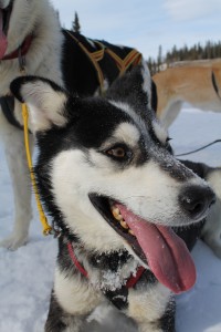 Dog sledding in the Yukon