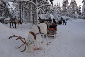 Reindeer safari Finland