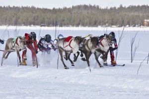 Reindeer Race Finland