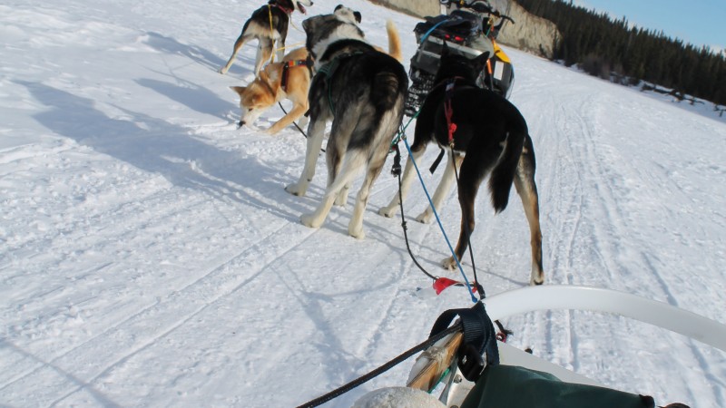 Dog sledding in the Yukon