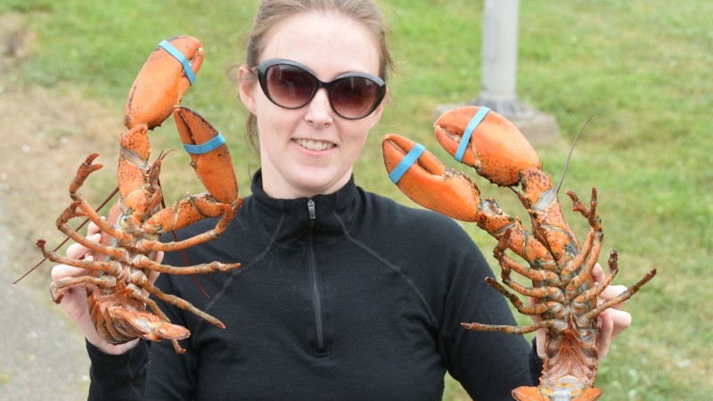 Nova Scotia lobster